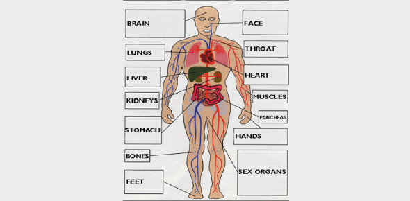  Can You Identify These Parts Of Body Flashcards